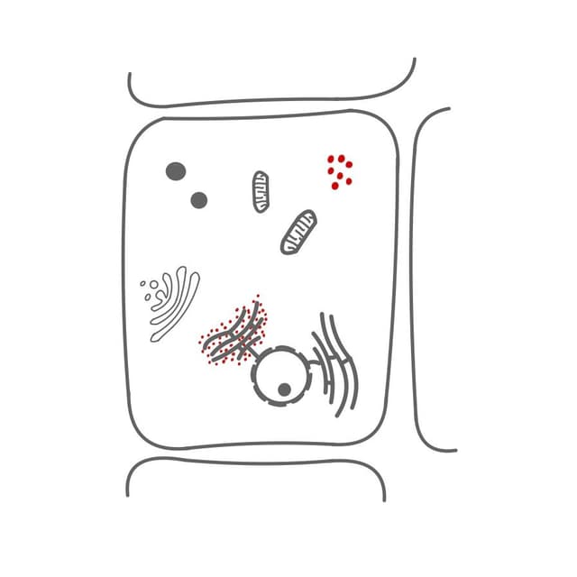 Ribosome: 

sie stellen die Proteine nach Bauplan des Zellkerns her.