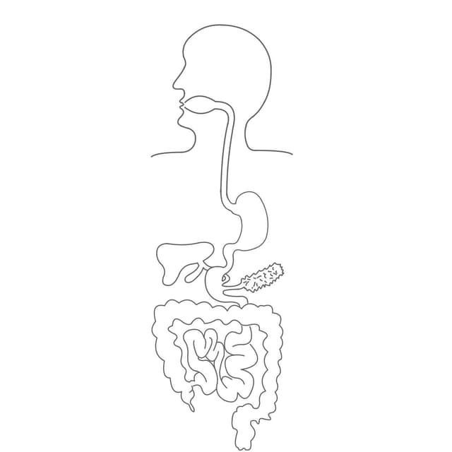 Bis unser Essen vollständig verdaut wird, durchläuft es 3 Bereiche:
Mund,
Magen,
Darm.