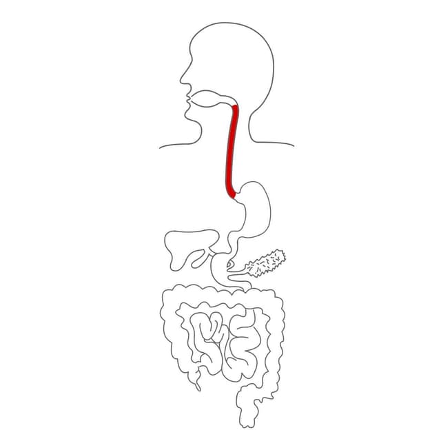 Mit Hilfe unserer Zunge schlucken wird den Speisebrei.
Vorbei am Kehlkopf (verschließt beim schlucken die Luftröhre) in die Speiseröhre.