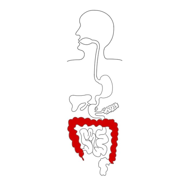 Vorbei am Blinddarm kommt der Brei in den Grimmdarm.
Er verliert währenddessen 80-90 % des Wassers und wird zu Stuhl zusammengepresst.